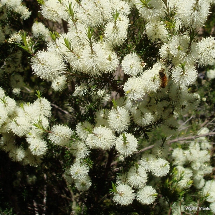 Melaleuca armillaris