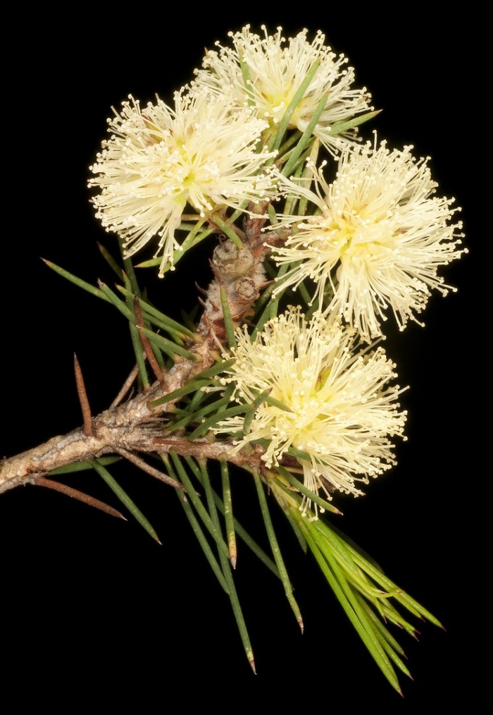 Acacia ulicifolia