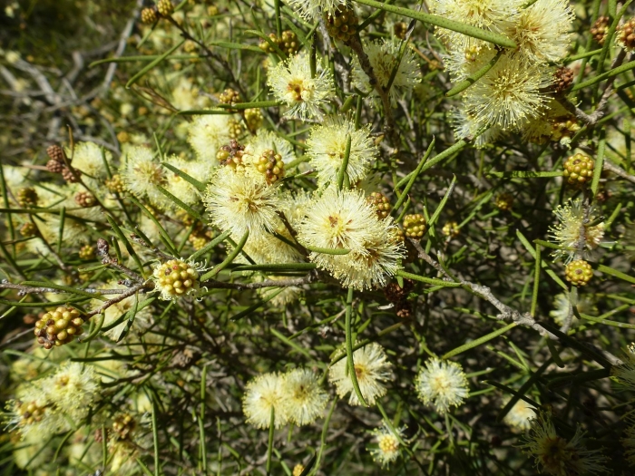 Melaleuca calothamnoides