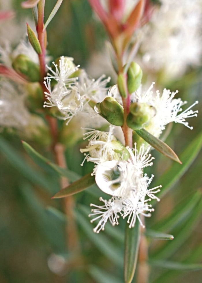 Melaleuca linariifolia