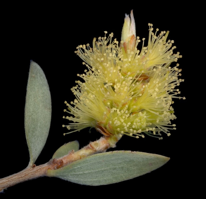 Melaleuca lasiandra