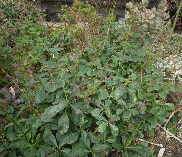 Talinum cuneifolium