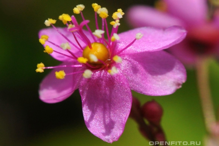 Talinum crassifolium