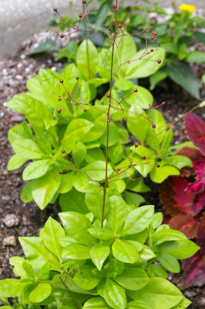 Талинум метельчатый