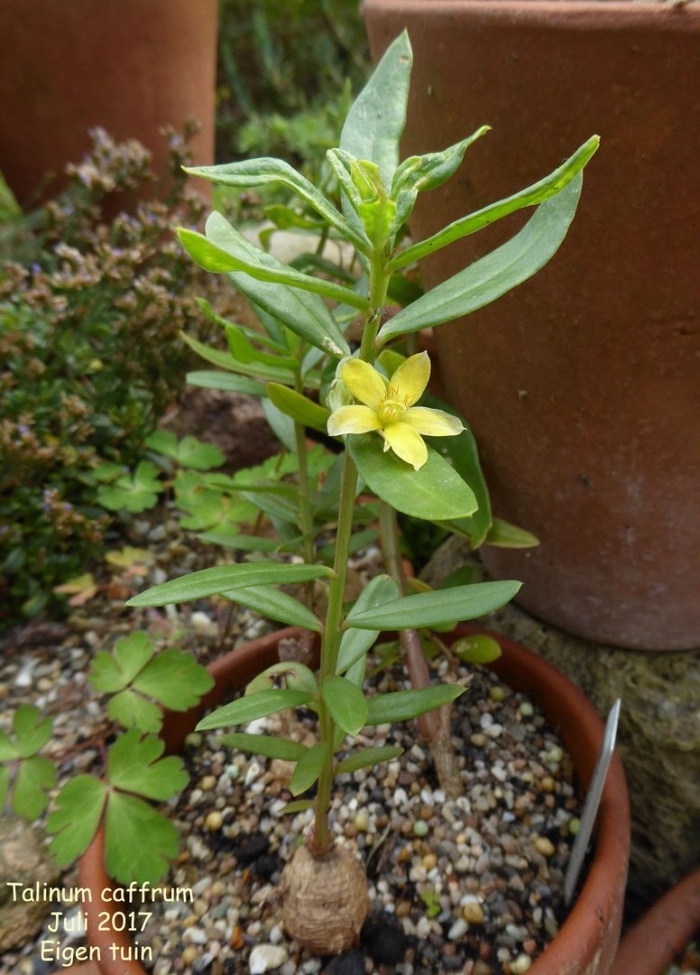 Hypericum humifusum