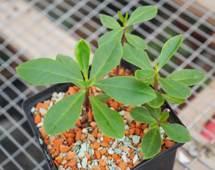 Молочай суккулентный