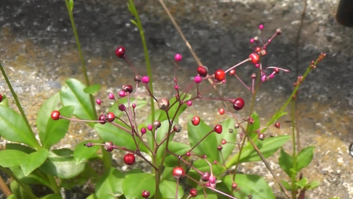 Talinum crassifolium
