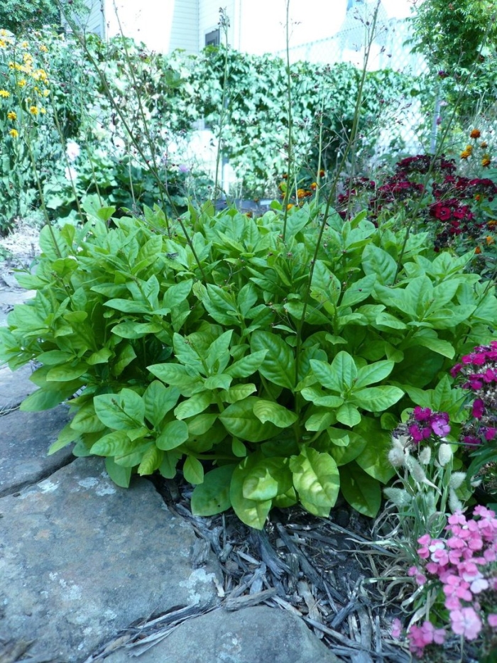 Растение nicotiana tabacum