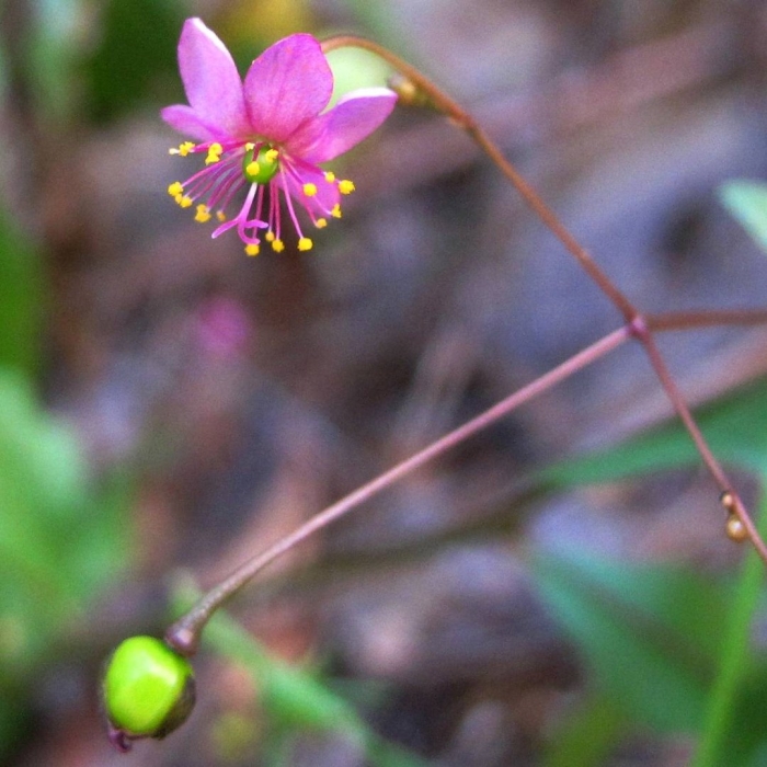 Talinum brevifolium