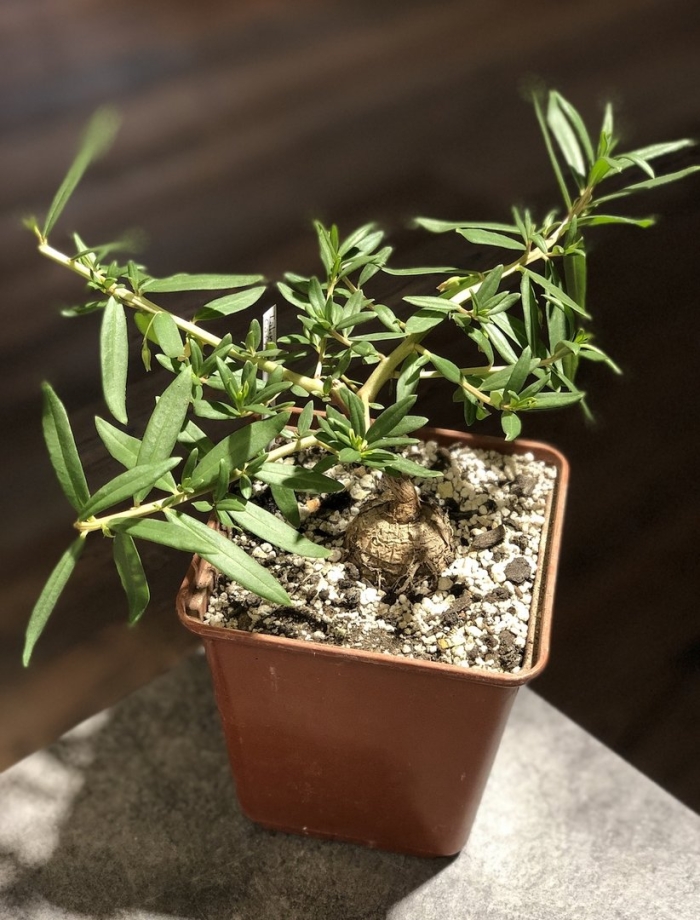 Каудексные растения