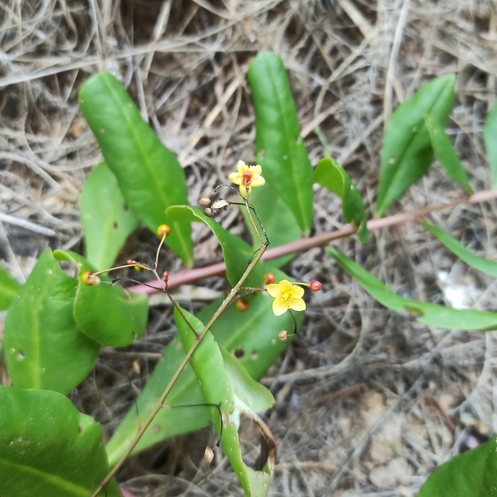 Cynanchum marnierianum