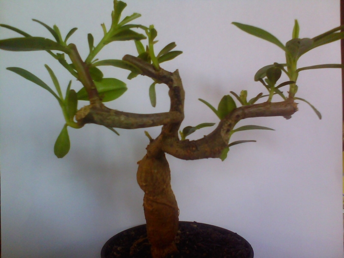 Адениум бонсай