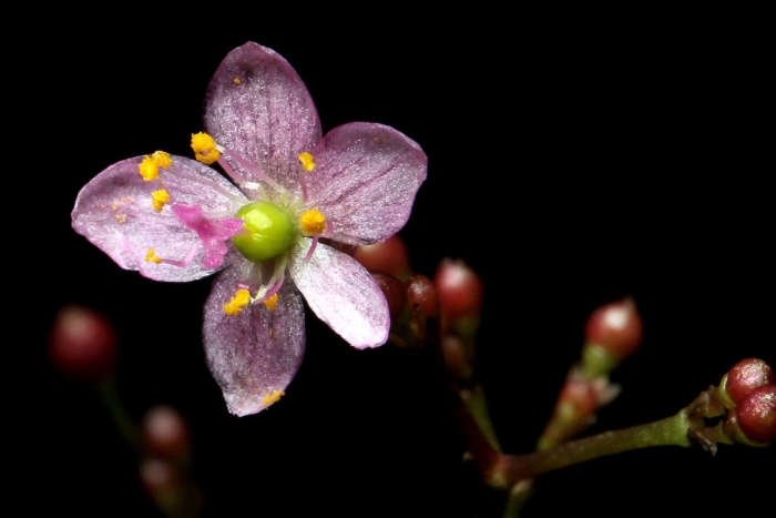 Talinum crassifolium