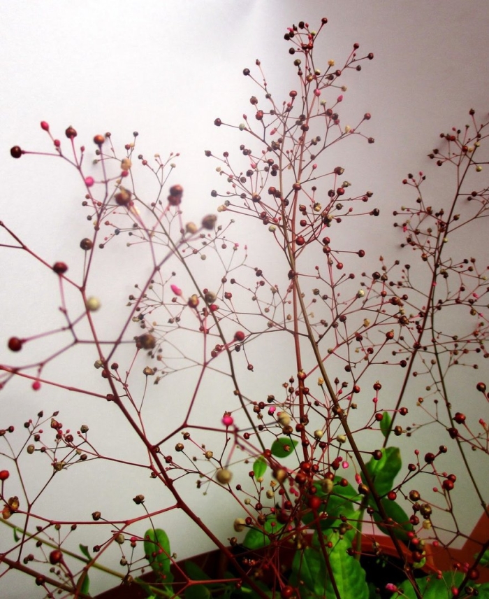 Talinum crassifolium