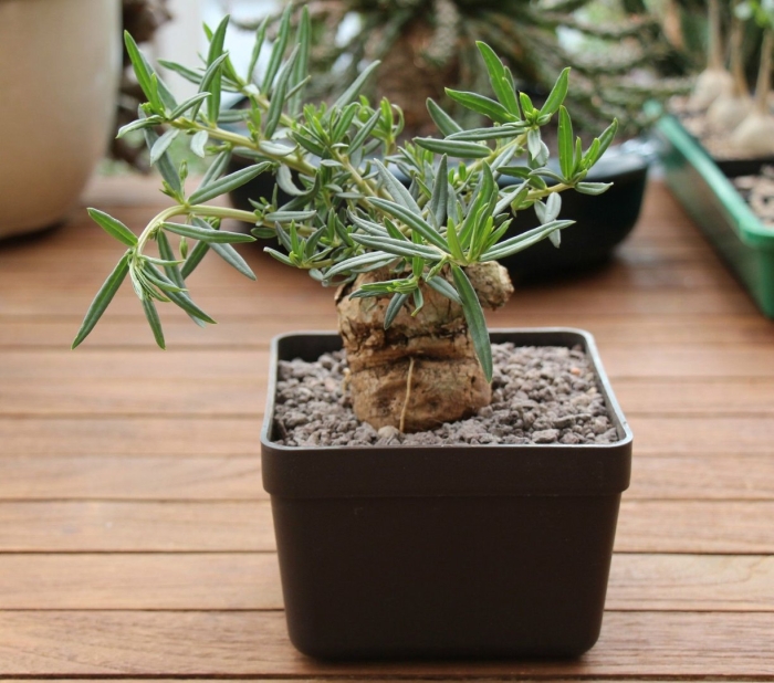 Талинум каффрум