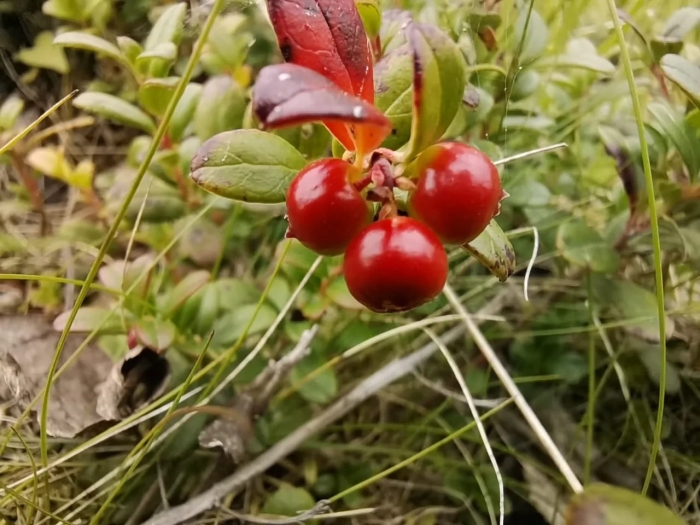 Брусника мурманск