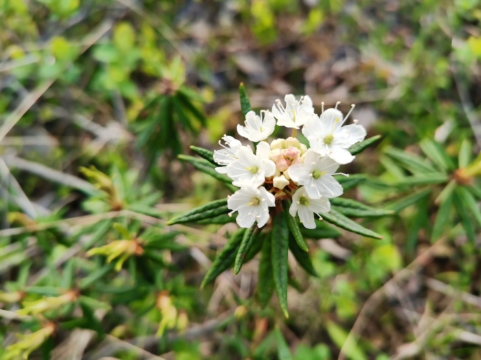 Багульника болотного