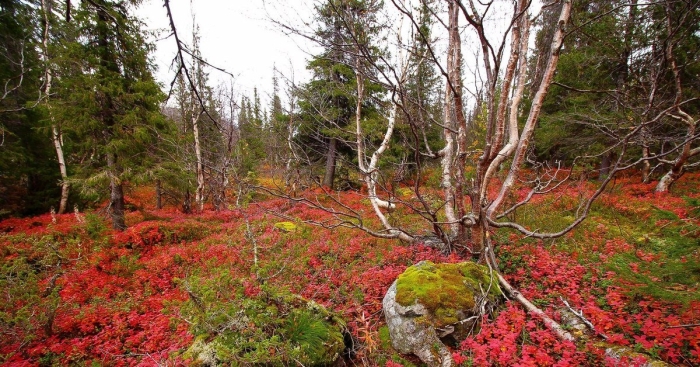 Тундра кольского полуострова