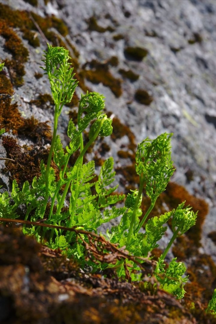 Криптограмма курчавая