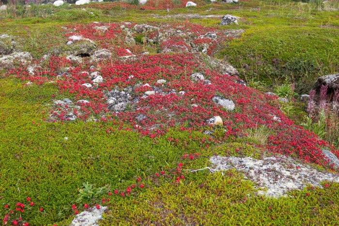 Ягель на кольском полуострове