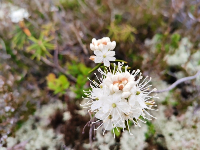 Багульник тундровый