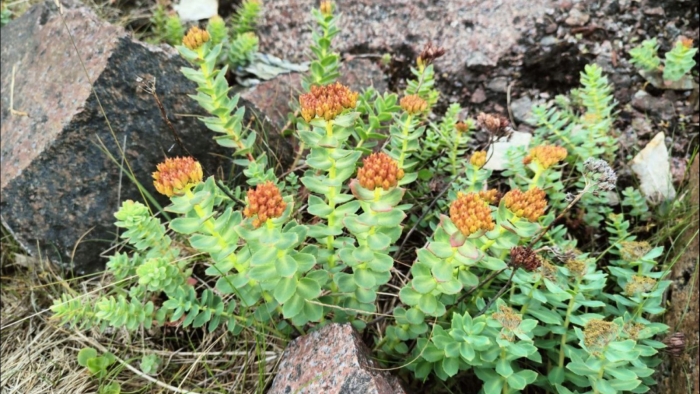 Родиола розовая rhodiola rosea