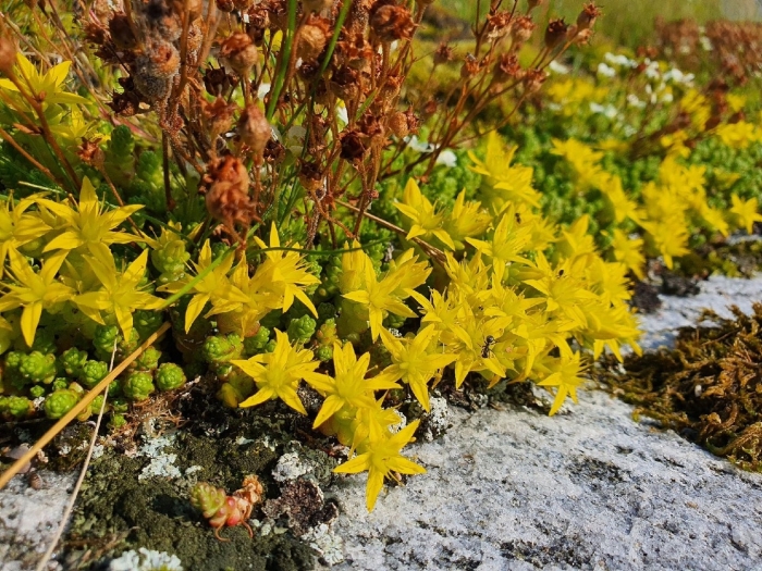 Очиток едкий sedum acre