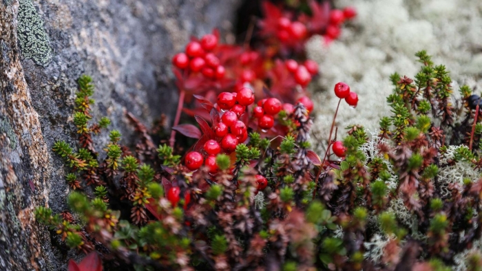 Брусника коралл