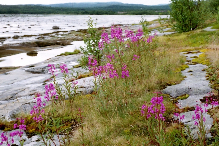Растительность мурманска