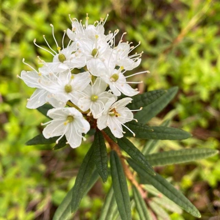 Багульник ядовитое растение