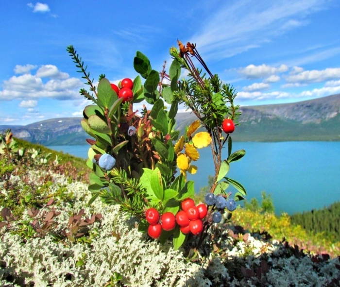 Растения тундры морошка