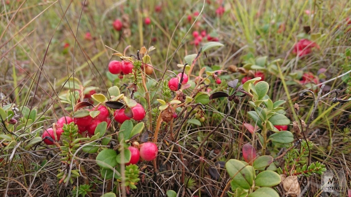 Вороника брусника кольского полуострова