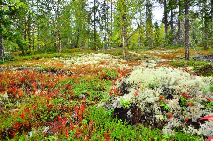 Лапландский заповедник мурманская