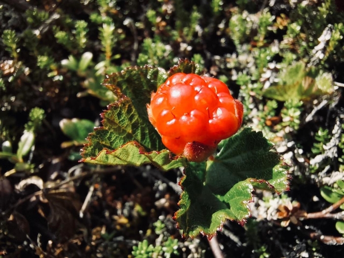 Морошка в тундре