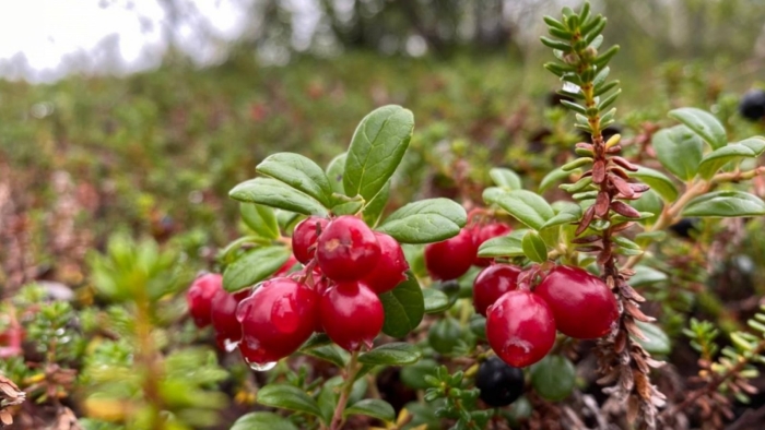 Ягоды ямала