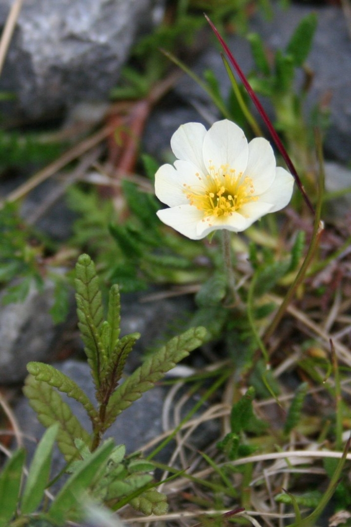 Дриада восьмилепестковая