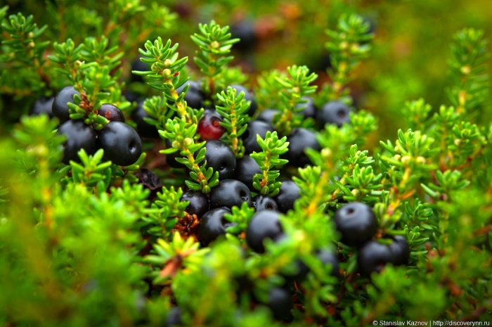 Вороника шикша