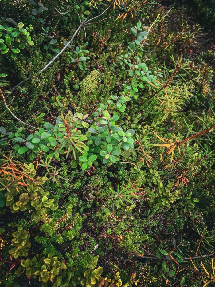 Брусника в тундре