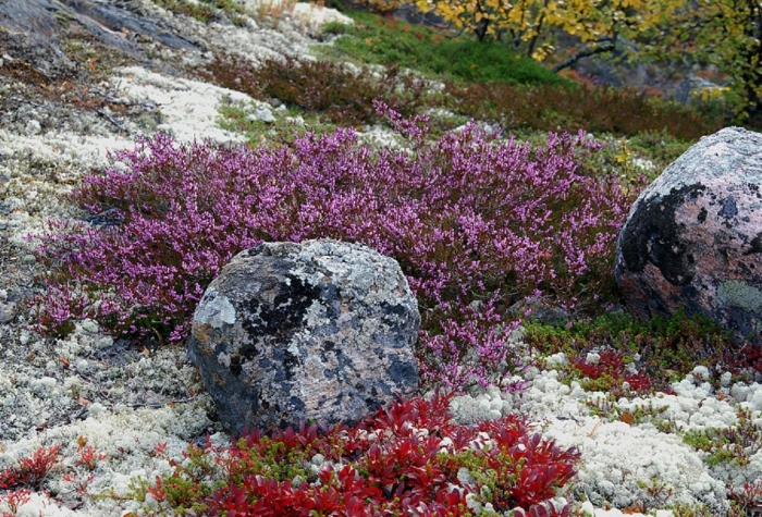 Вереск в тундре