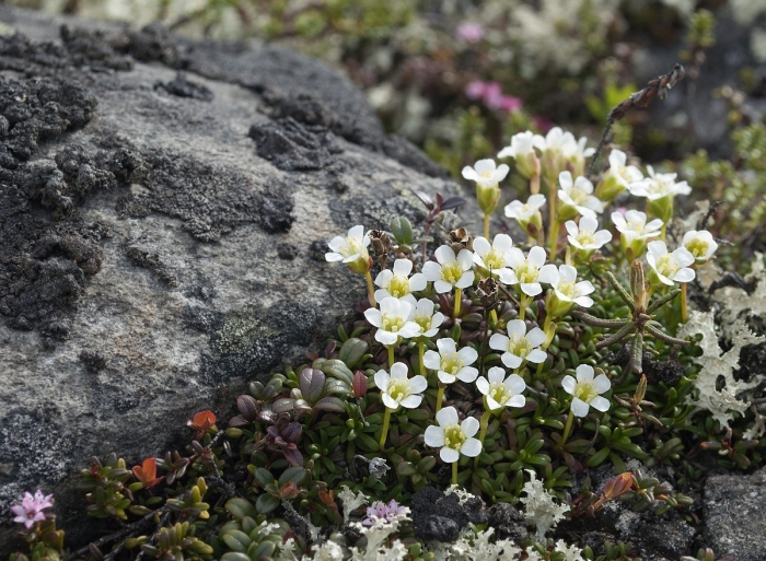 Диапенсия лапландская