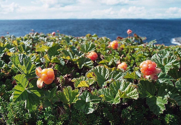 Морошка кольский полуостров