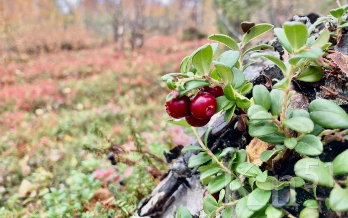 Брусника лесная обыкновенная