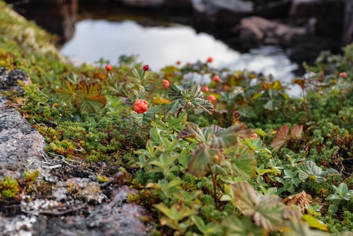 Морошка кольский полуостров