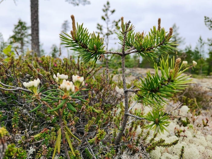 Багульник болотный сибирский