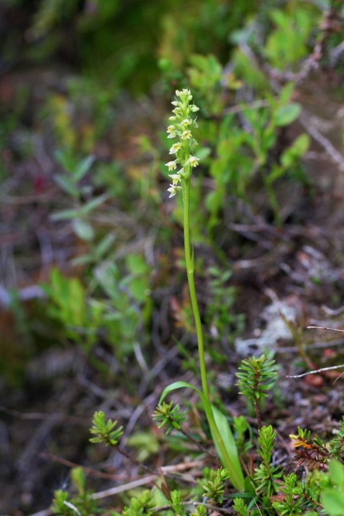 Псевдорхис беловатый