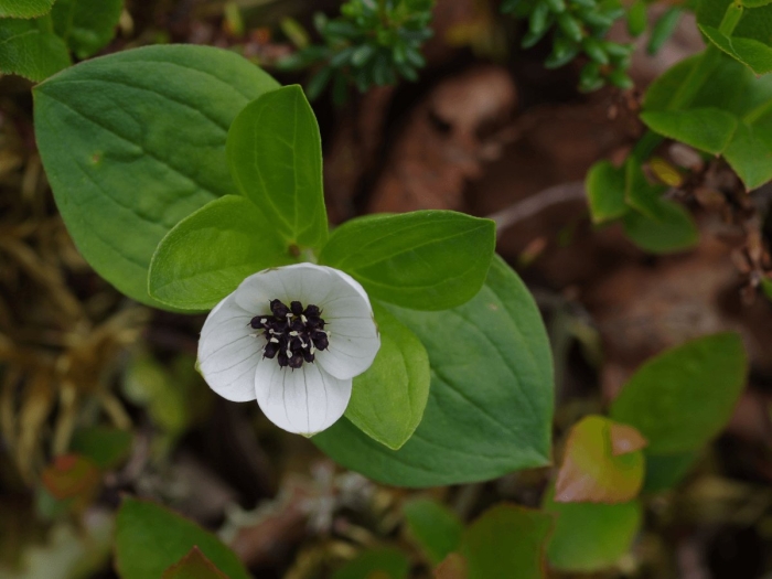 Cornus canadensis
