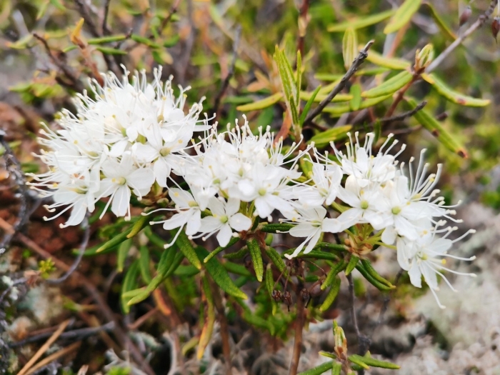 Багульник болотный ямал