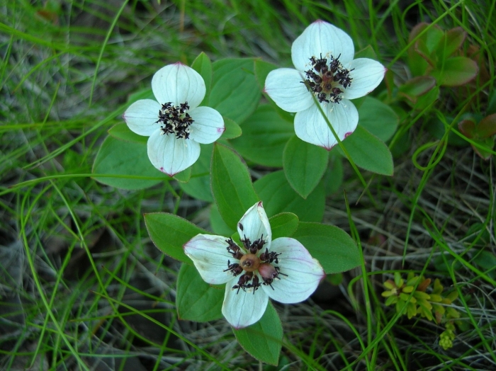 Дерен шведский