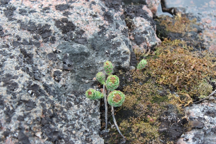 Растительность мурманской области