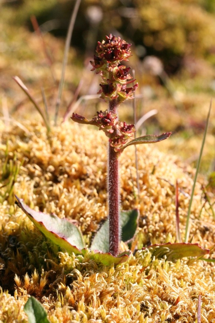 Камнеломка ястребинколистная